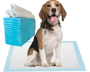 Happy beagle with training pads for pets.